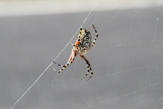 araxni spider